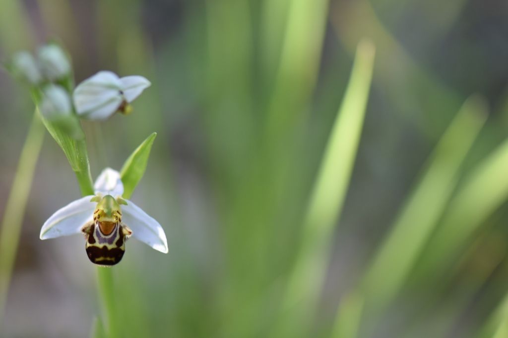 Ophris apifera?